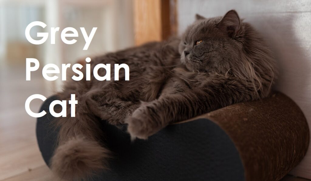 Grey Persian Cat A Guide for Cat Lovers