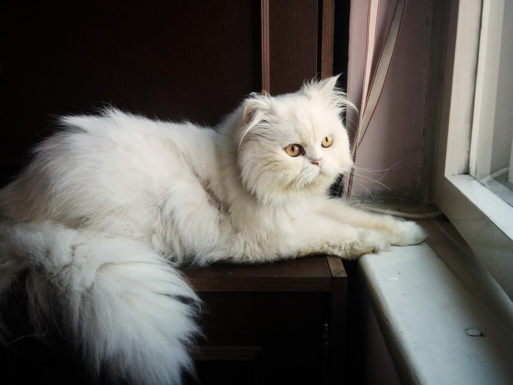 Persian Cat Breed – Complete Profile History and Care 1