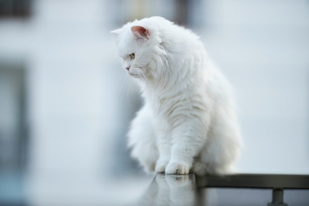 Persian Cat Breed – Complete Profile History and Care 13