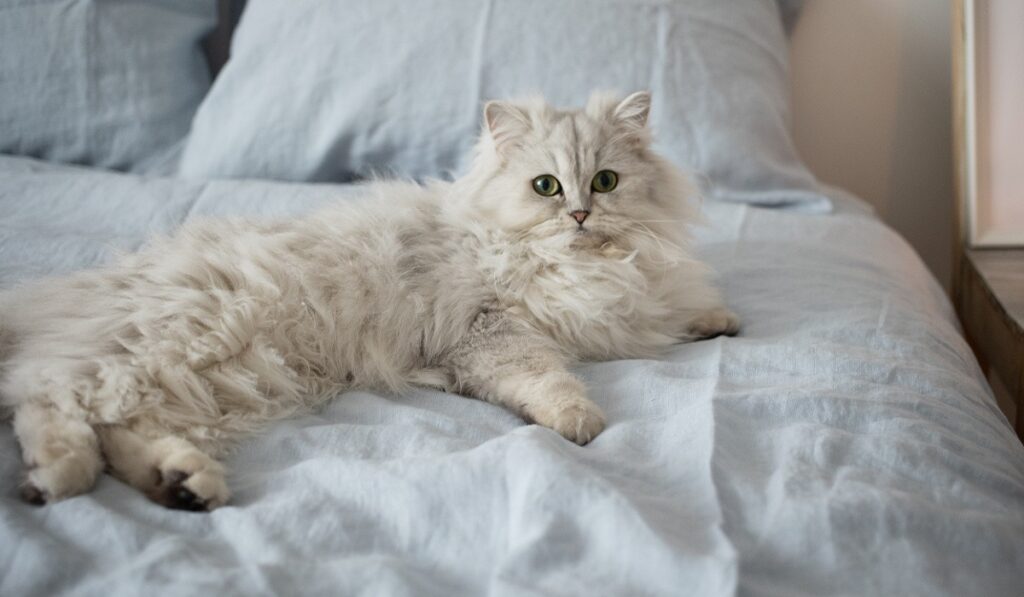 Beautiful White Persian Cat Lying In the Bed