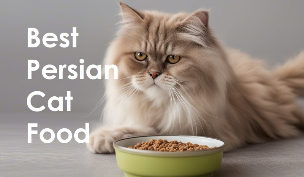 Best Persian Cat Food in India