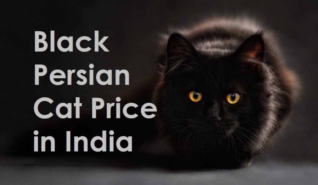 Black Persian Cat Price in India