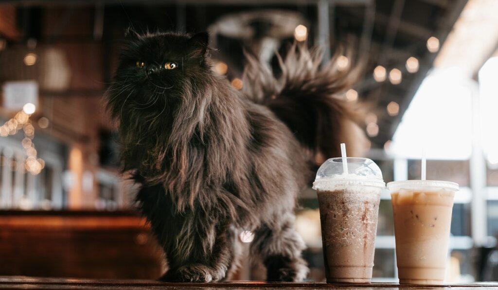 Black Persian Cat with full fur