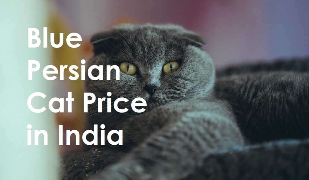 Blue Persian Cat Price in India (2023)
