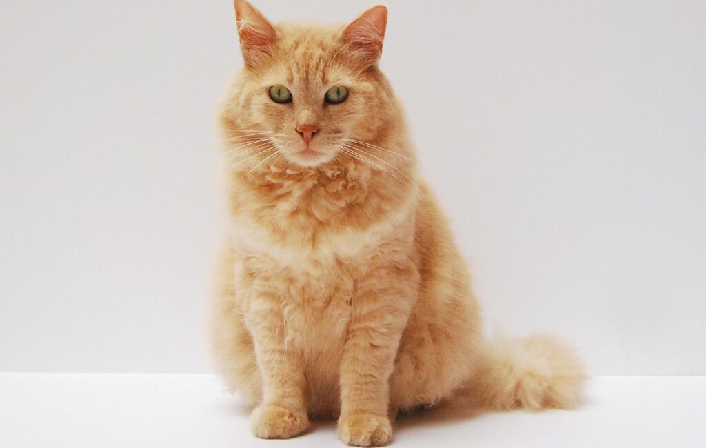 Ginger Persian Cat looking