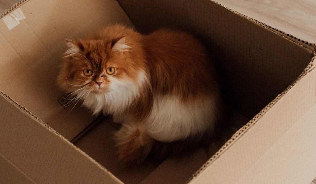 Golden Persian Cat in card box