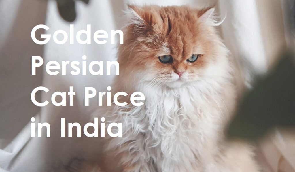 Golden Persian Cat Price in India (2023)