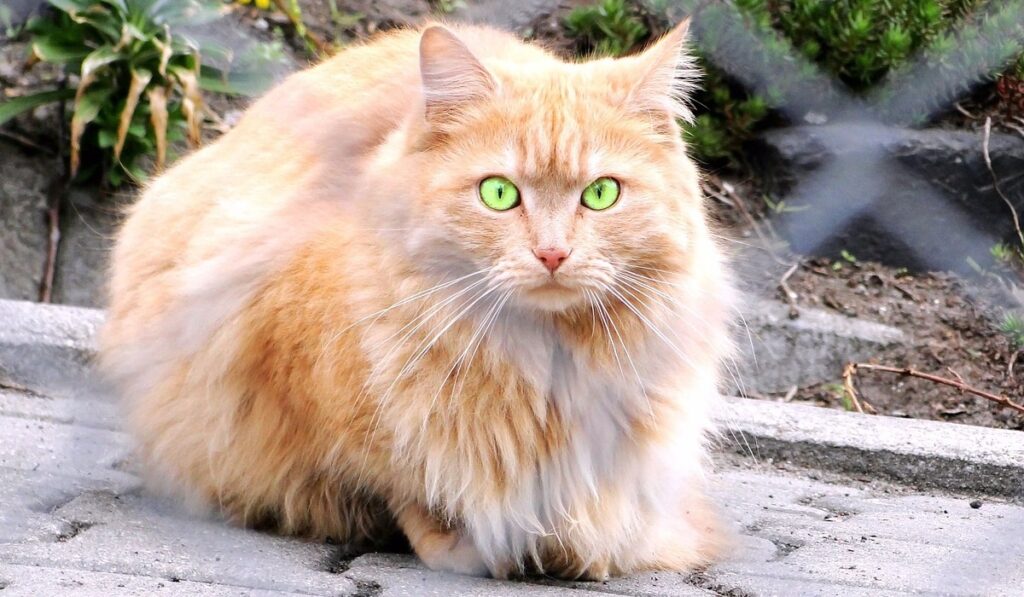 Golden Persian Cat looking