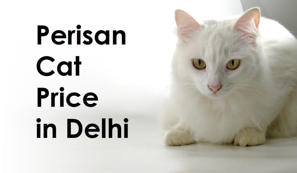 Perisan Cat Price in Delhi (2023)