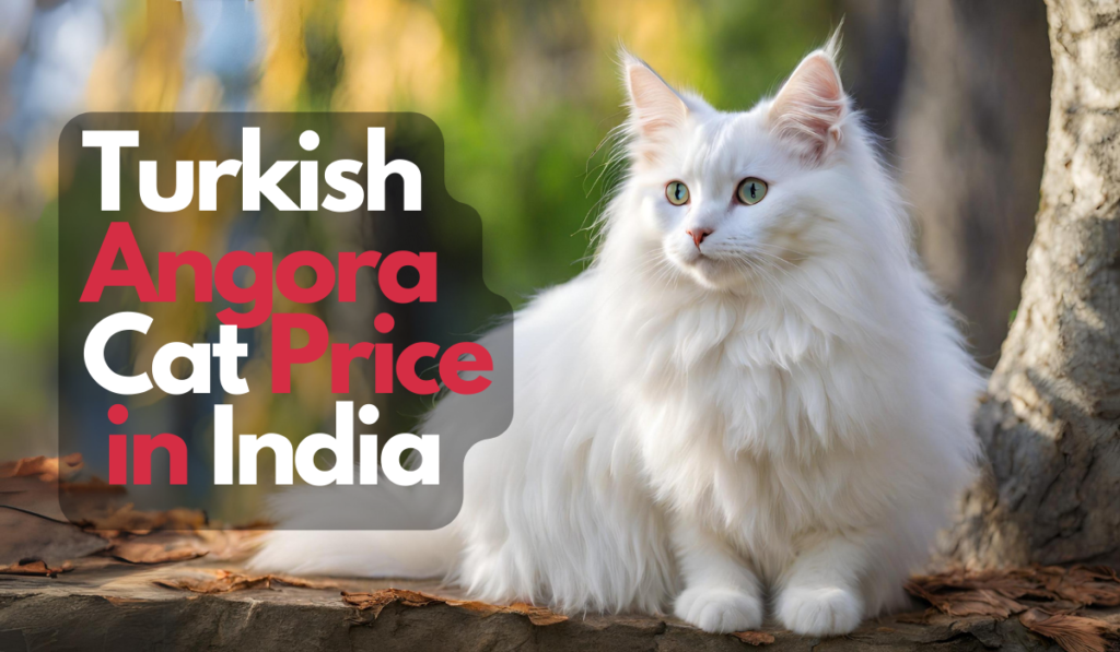 Turkish Angora Cat Price in India