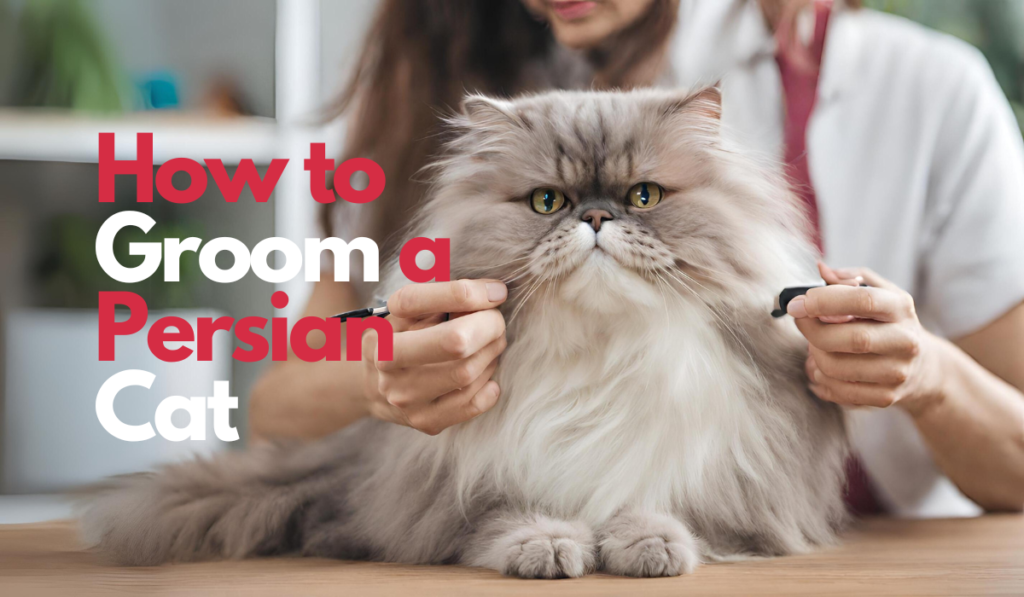 How to Groom a Persian Cat