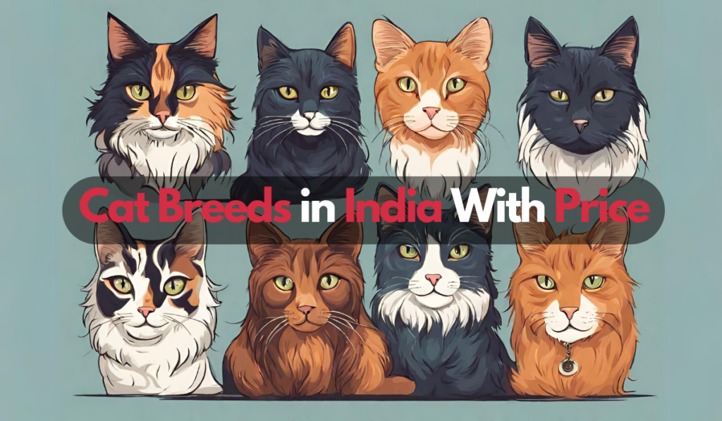 List of Cat Breeds in India with Price (2023)