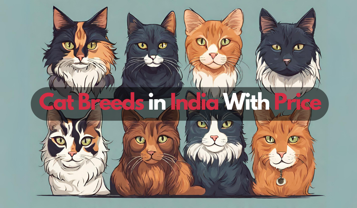 List Of Cat Breeds In India With Price 2023 