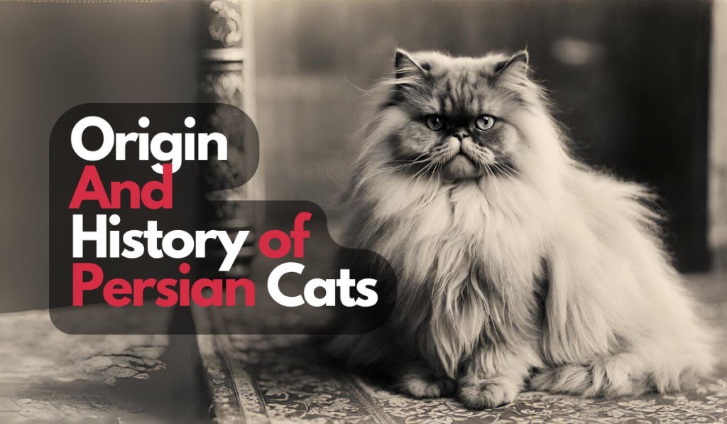 Origin And History of Persian Cats