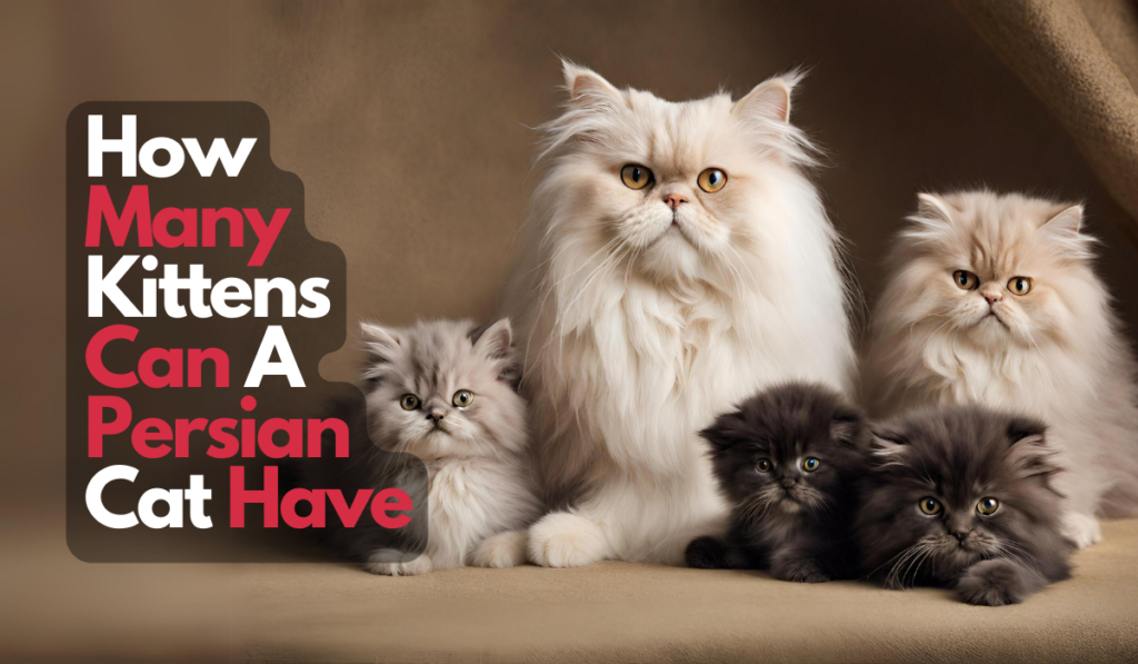 How Many Kittens Can A Persian Cat Have
