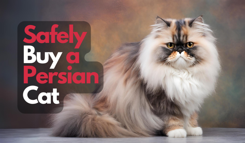 How to Safely Buy a Persian Cat in India