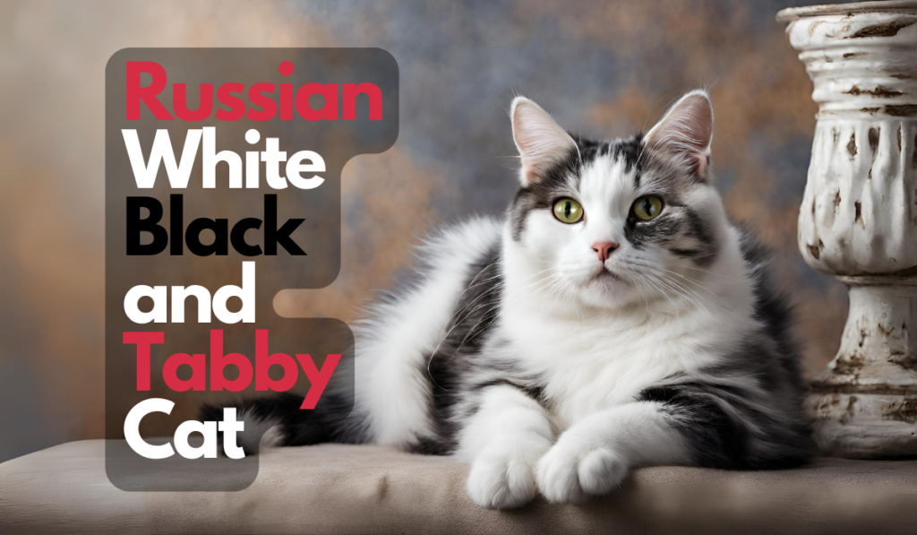 Russian White Black and Tabby Cat A Special and Beautiful Breed Info