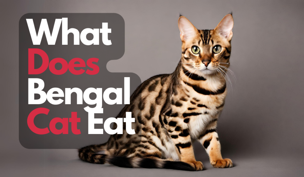 What Does Bengal Cat Eat