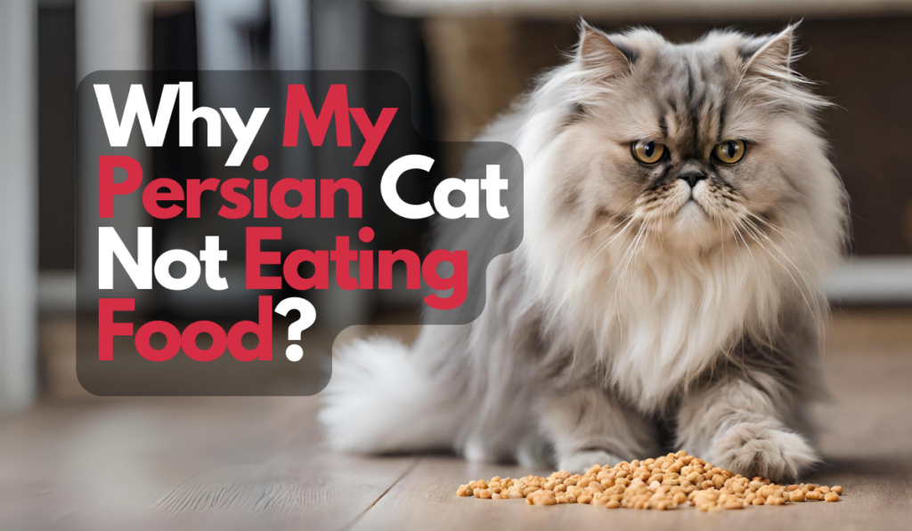 Why My Persian Cat Not Eating Food