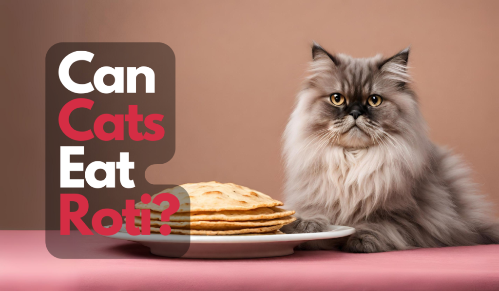 Can Cats Eat Roti Yes or NO