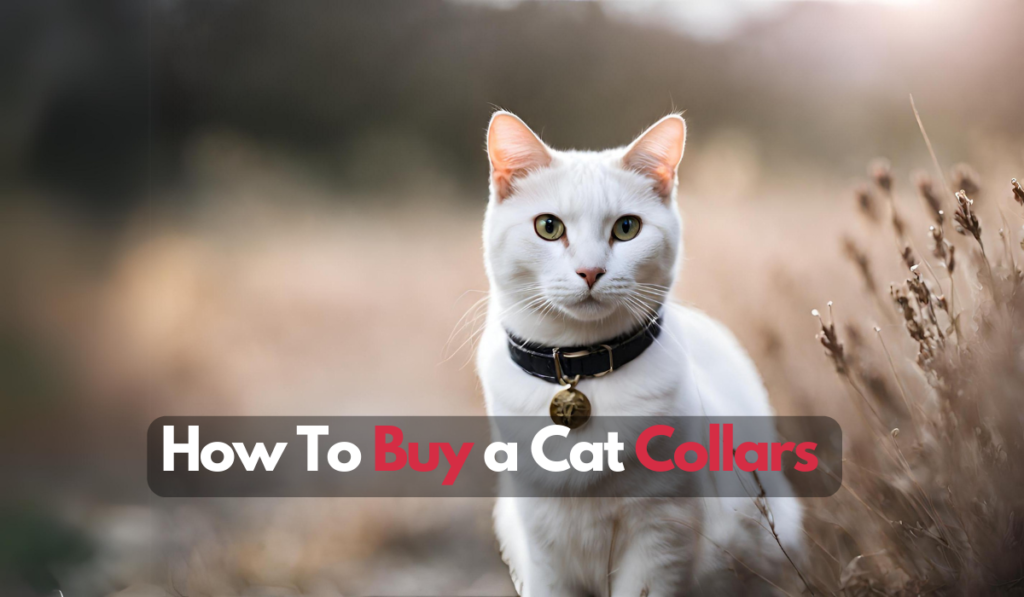 How to Buy a Cat Collar
