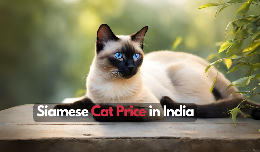 Siamese Cat Price in India (2024)