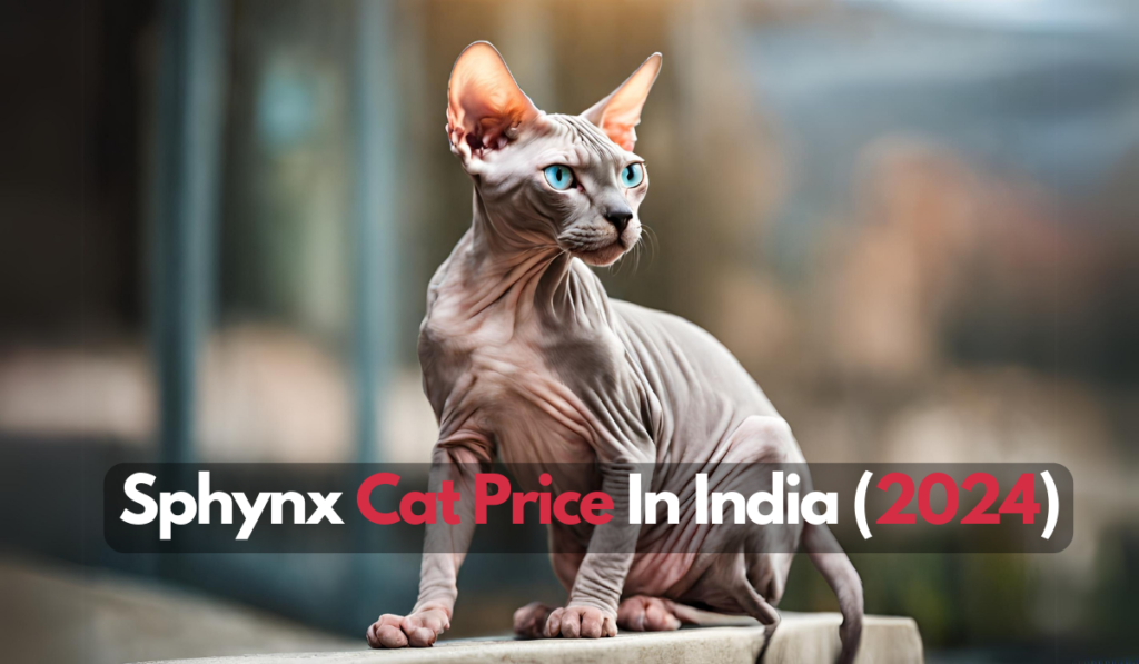 Sphynx Cat Price In India (2024)