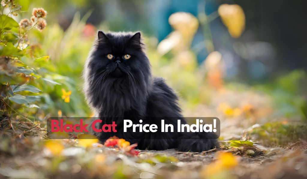 Black Cat Price in India