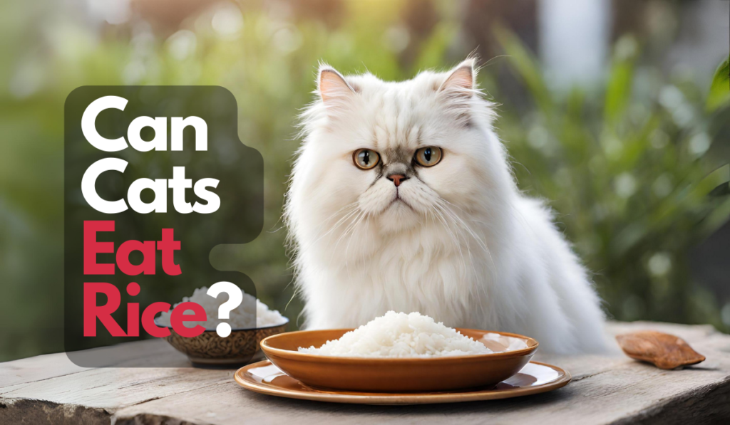 Can Cats Eat Rice A Guide for Cat Lovers in India